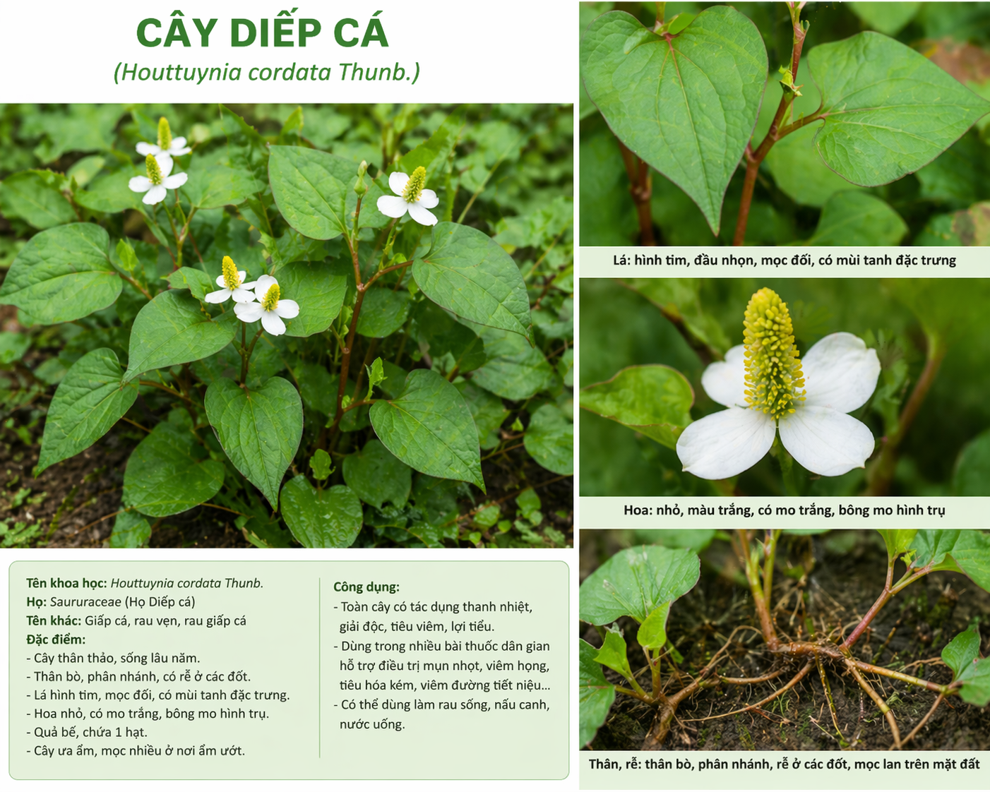 DIẾP CÁ - VỊ THUỐC QUÝ TỪ VƯỜN NHÀ ĐẾN NHÀ THUỐC